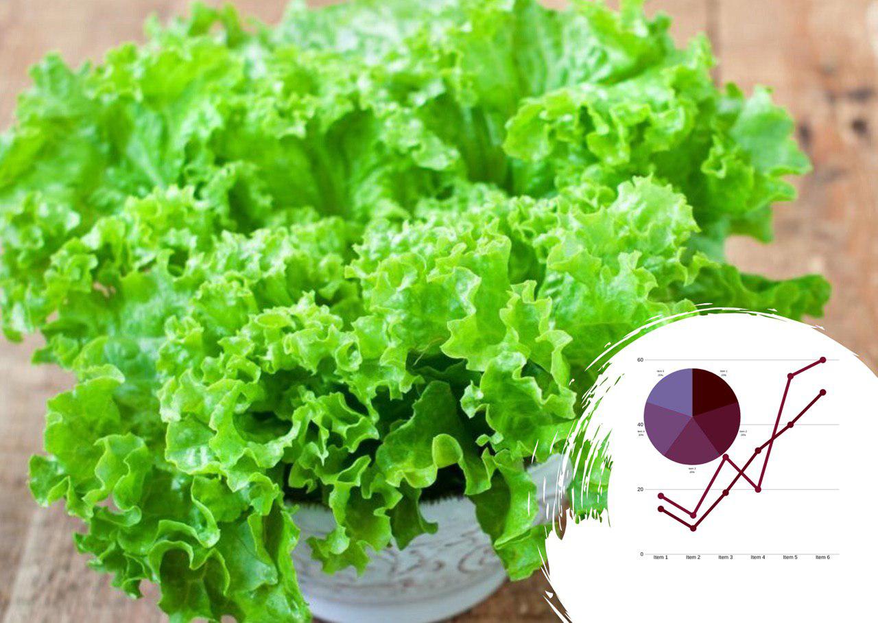 Бизнес-план организации тепличного хозяйства по выращиванию салата в Украине: зелень потечет рекой